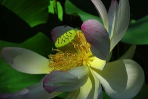massage_abhyanga_x300x200